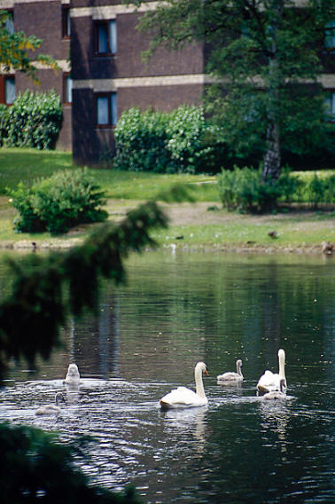 Swans on Riccarton Loch. Photo by Laurence Winram, Heriot-Watt University